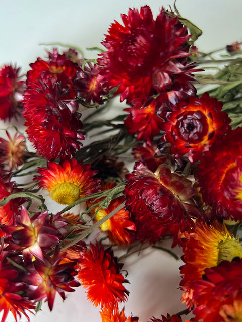 Dried Strawflower Red - Sunny Meadows Flower Farm