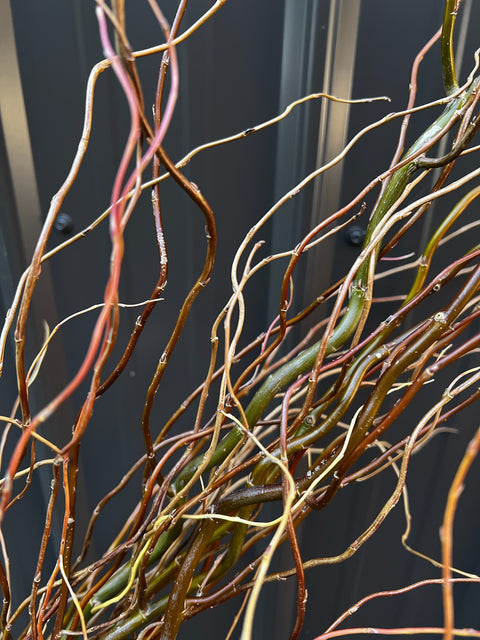 Curly Willow Bunch - Green - Sunny Meadows Flower Farm