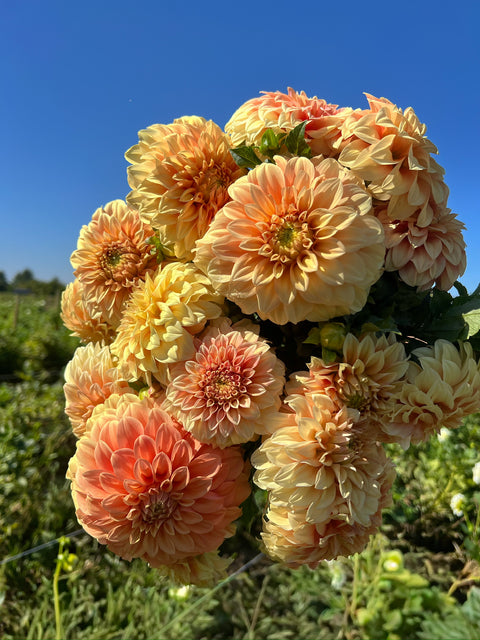 Dahlia Tuber Bracken Palomino - Sunny Meadows Flower Farm