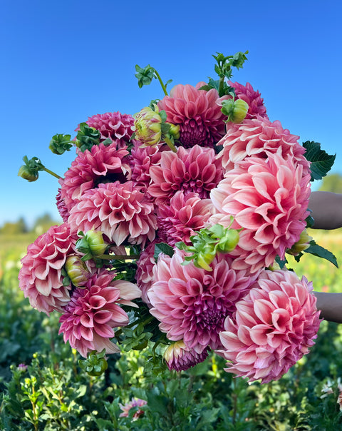 Dahlia Tuber Orange Globe - Sunny Meadows Flower Farm