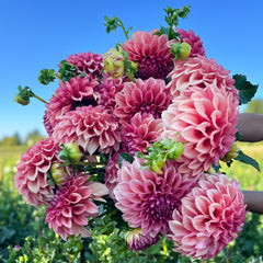 Sunny Meadows Flower Farm