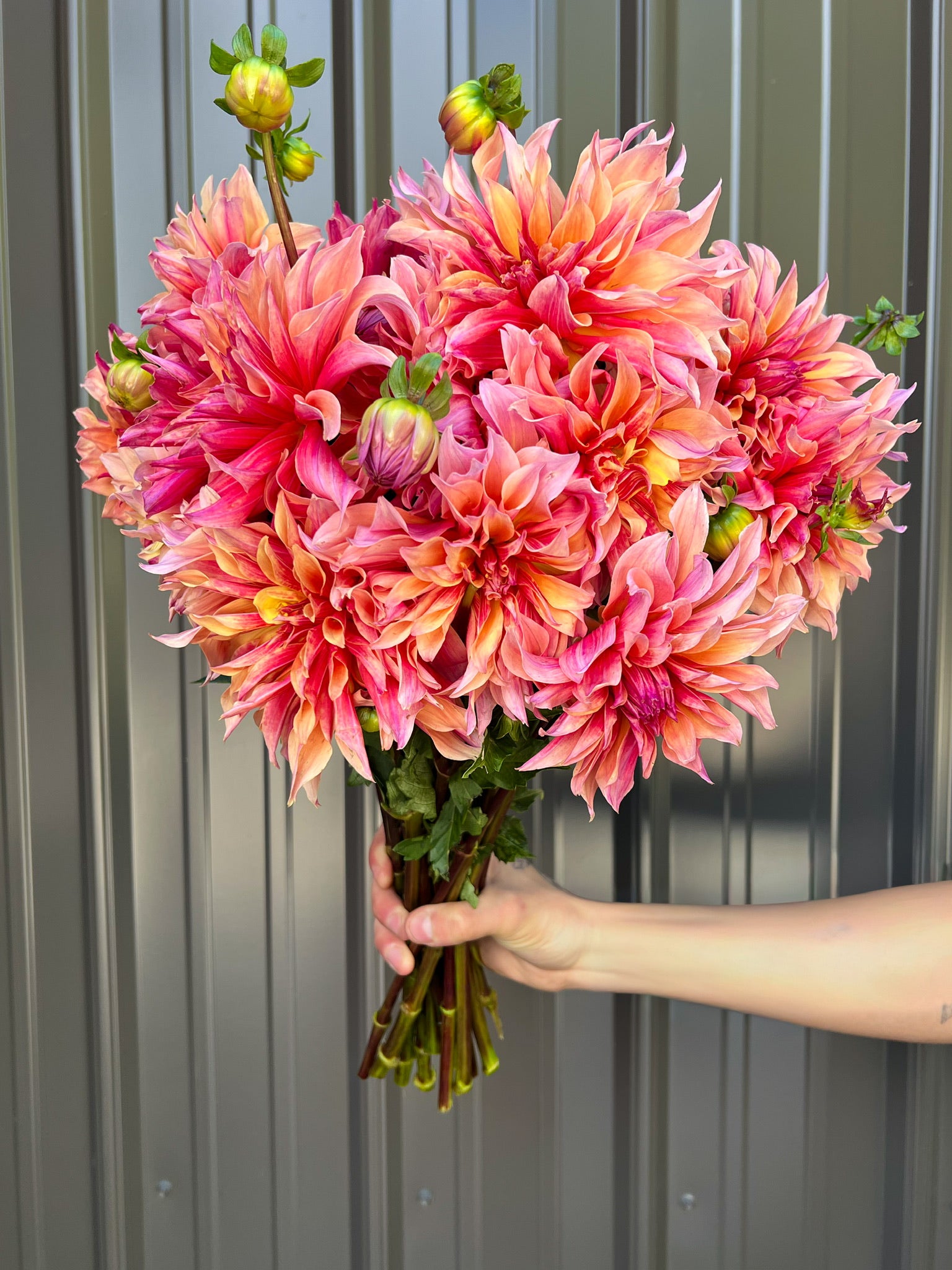Dahlia Tuber Labyrinth | Sunny Meadows Flower Farm