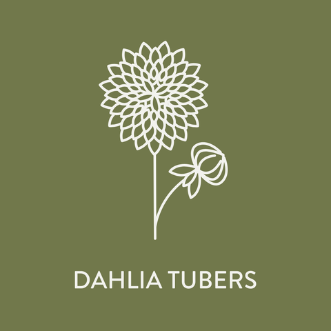Growing Dahlia Tubers