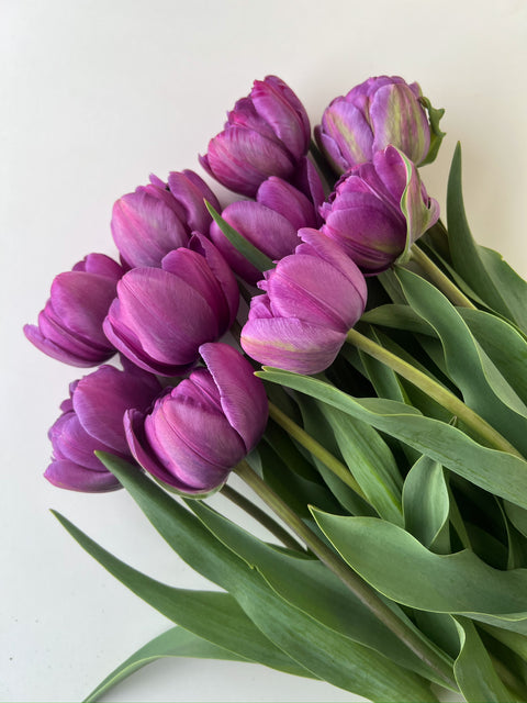 Tulip Bulbs-Blue Diamond