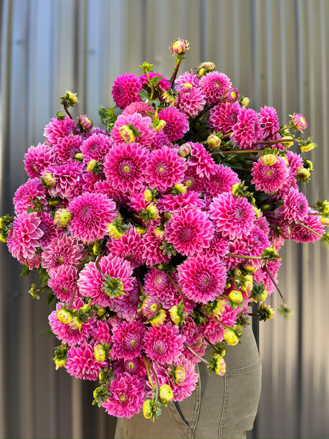 Dahlia Tuber Peter - Sunny Meadows Flower Farm