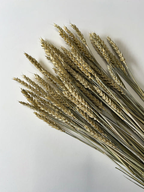 Dried Wheat - Sunny Meadows Flower Farm