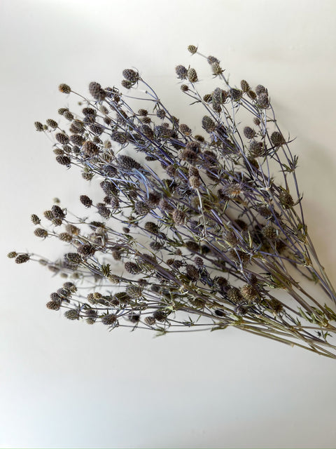 Dried Eryngium - Sunny Meadows Flower Farm