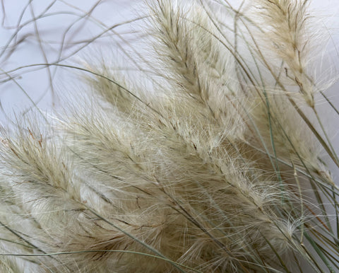 Dried Feathertop Grass - Sunny Meadows Flower Farm