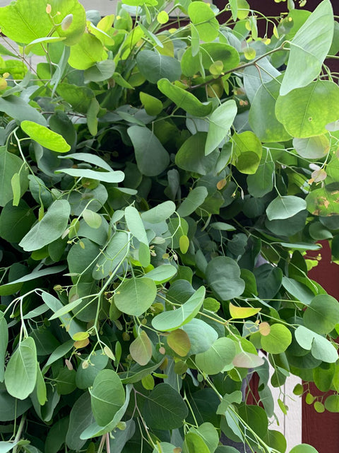 Eucalyptus Polyanthemos-3 Plugs