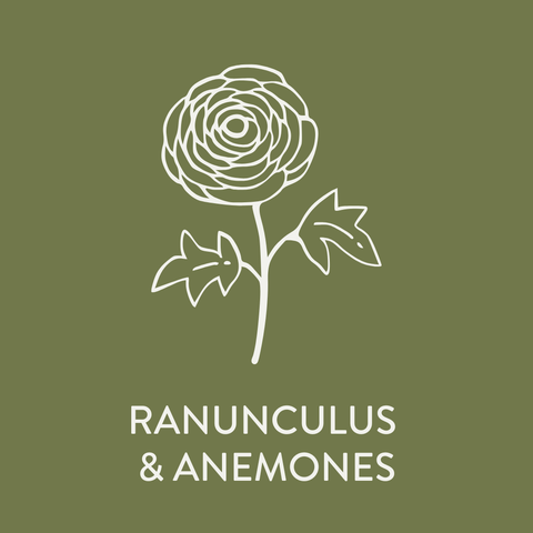 Growing Anemone & Ranunculus Corms