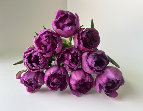 Tulip Bulbs-Blue Diamond