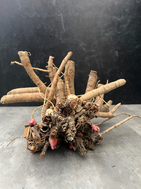 Peony Coral Charm-Bareroot Plant - Sunny Meadows Flower Farm