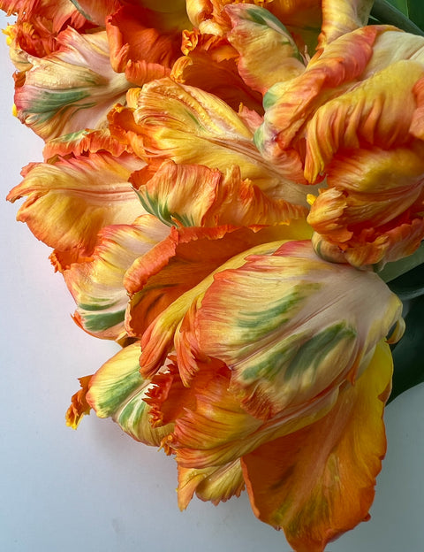 Tulip Bulbs-Parrot King