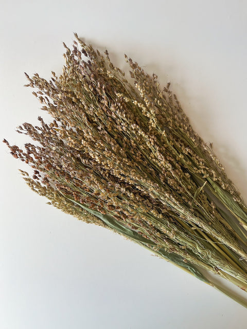 Dried Broomcorn Blonde - Sunny Meadows Flower Farm