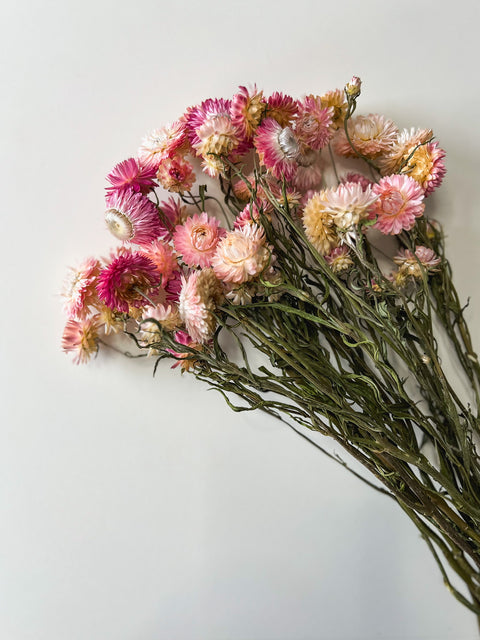 Dried Strawflower Pink - Sunny Meadows Flower Farm