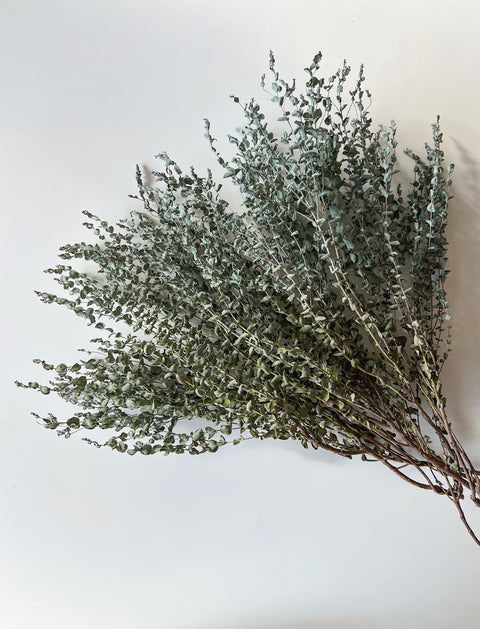 Dried Eucalyptus-Moon Lagoon - Sunny Meadows Flower Farm