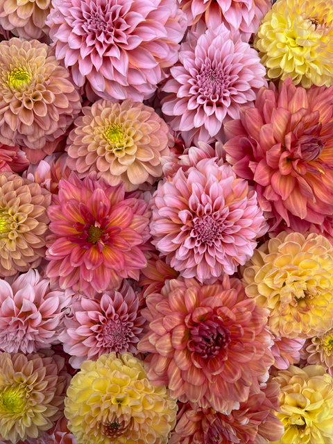 Dahlia Tuber Mix-Sunset Mix- 10 tubers - Sunny Meadows Flower Farm