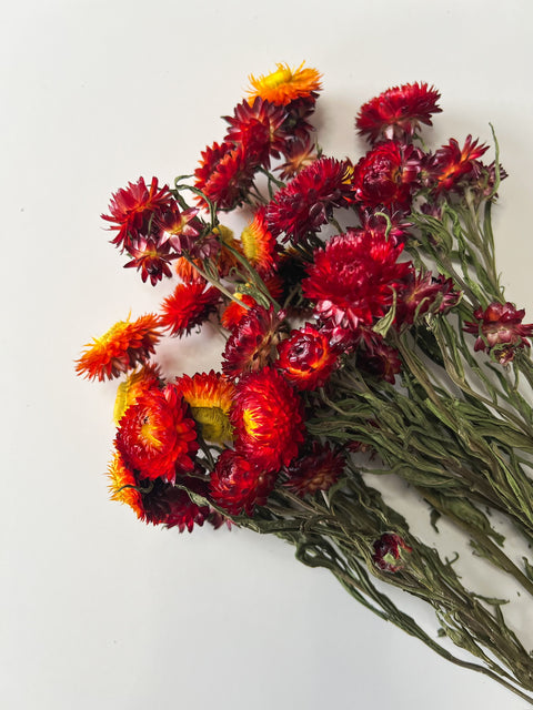 Dried Strawflower Red - Sunny Meadows Flower Farm