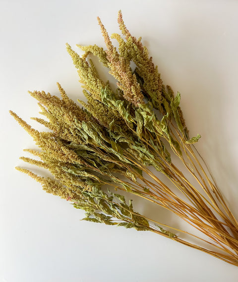 Dried Amaranth Pistachio - Sunny Meadows Flower Farm