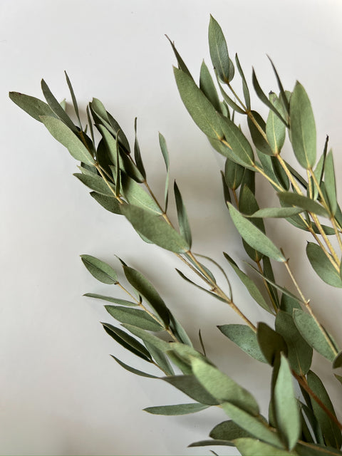 Dried Eucalyptus-Parvifolia - Sunny Meadows Flower Farm