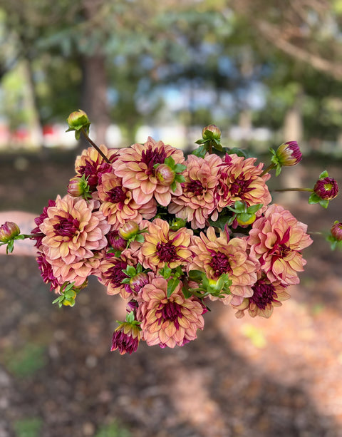 Dahlia Tuber Crème de Cognac - Sunny Meadows Flower Farm