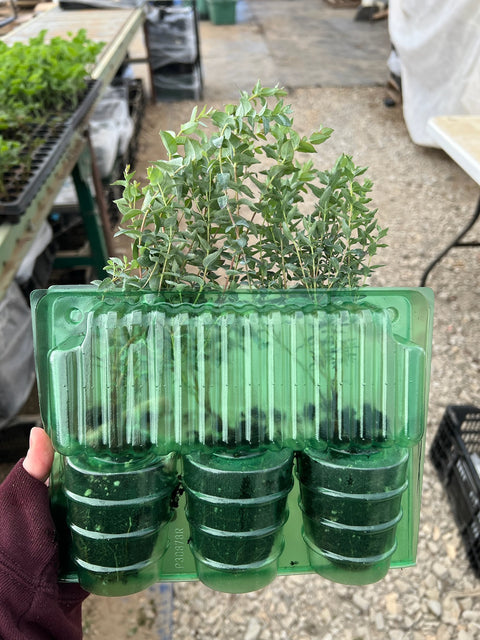 Eucalyptus Moon Lagoon-3 Plugs - Sunny Meadows Flower Farm