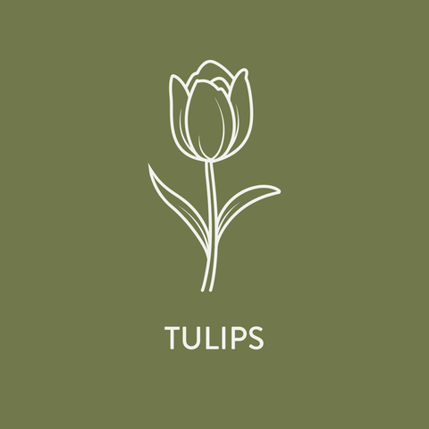 Growing Tulip Bulbs