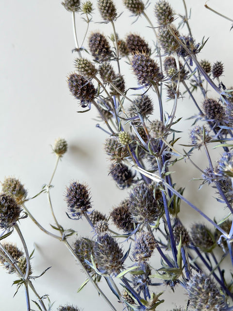 Dried Eryngium - Sunny Meadows Flower Farm