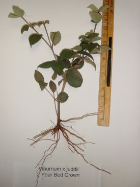 Viburnum Juddii-5 Bareroot Plants