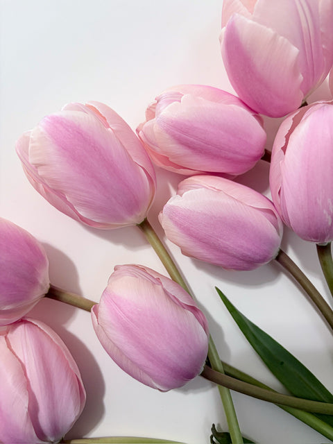 Tulip Bulbs-Thijs Boots