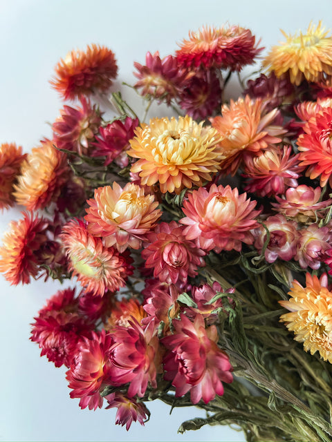 Dried Strawflower Apricot - Sunny Meadows Flower Farm
