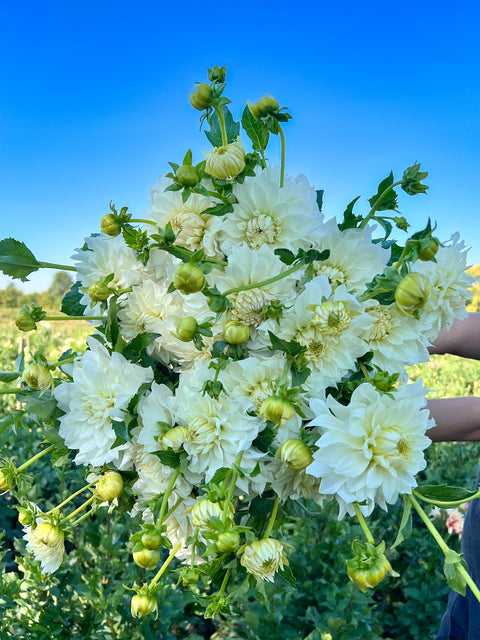 Dahlia Tuber Beaucon - Sunny Meadows Flower Farm