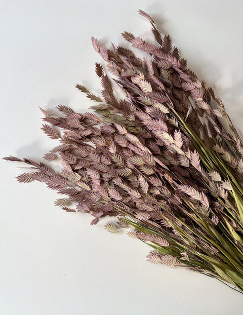 Dried Sea Oats - Sunny Meadows Flower Farm