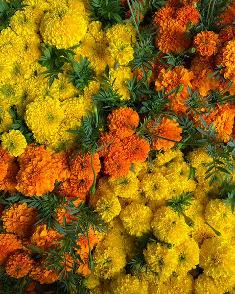 Holiday Marigolds at Your Door - Sunny Meadows Flower Farm