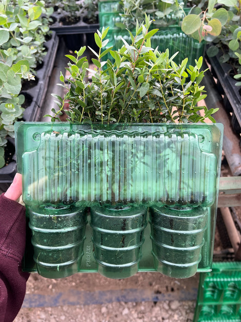 Eucalyptus Parvifolia-3 Plugs - Sunny Meadows Flower Farm