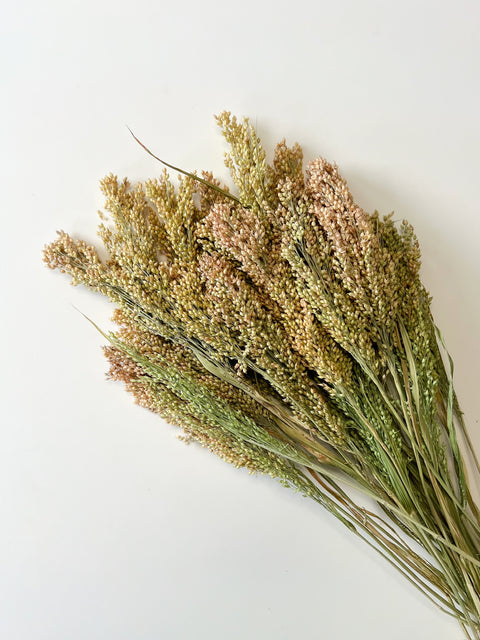 Dried Proso Millet - Sunny Meadows Flower Farm