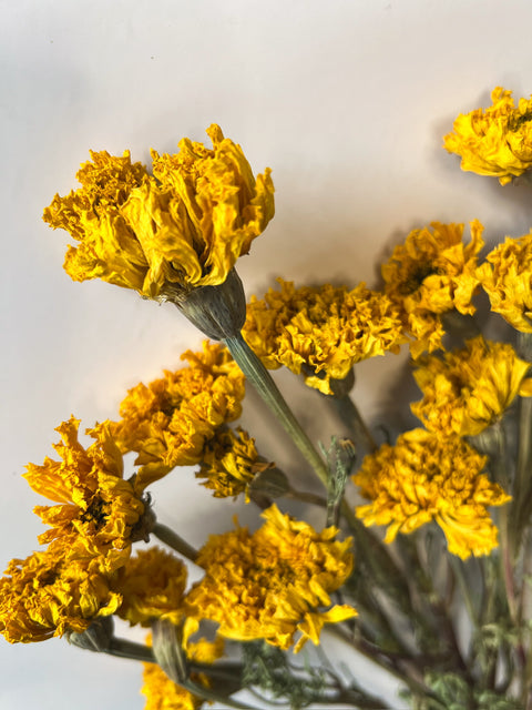 Dried Marigold Yellow - Sunny Meadows Flower Farm