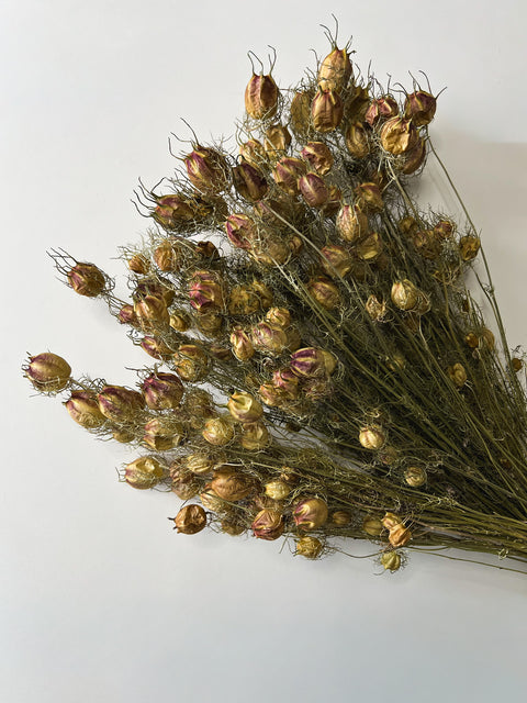 Dried Nigella Pods - Sunny Meadows Flower Farm