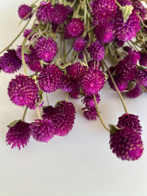 Dried Gomphrena Purple - Sunny Meadows Flower Farm