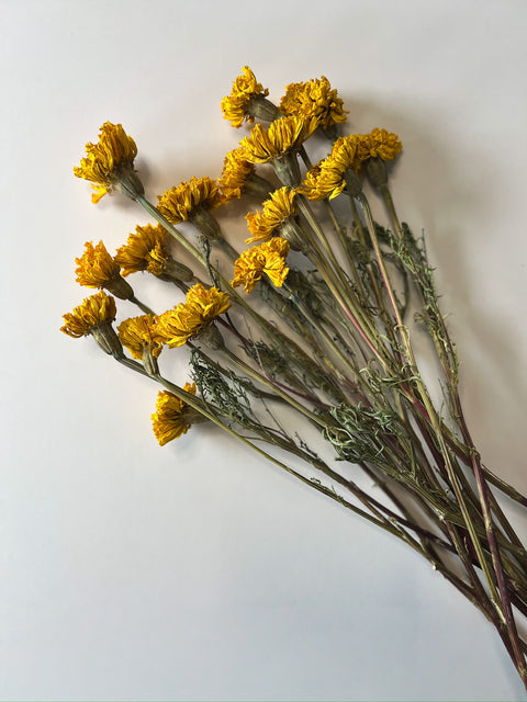 Dried Marigold Yellow - Sunny Meadows Flower Farm