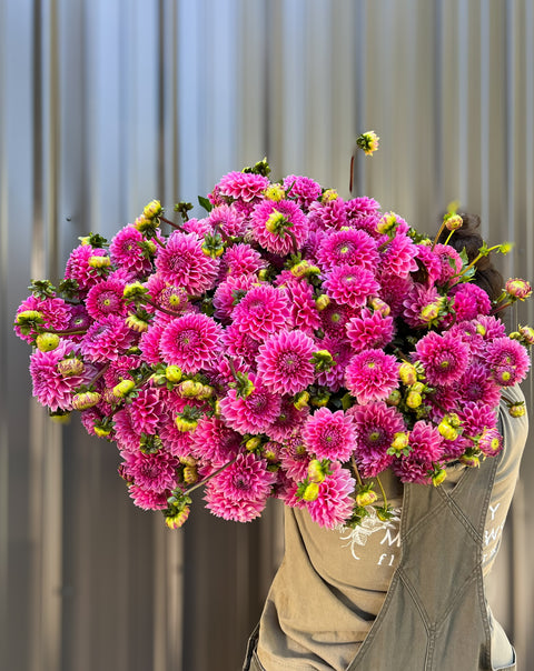 Dahlia Tuber Peter - Sunny Meadows Flower Farm