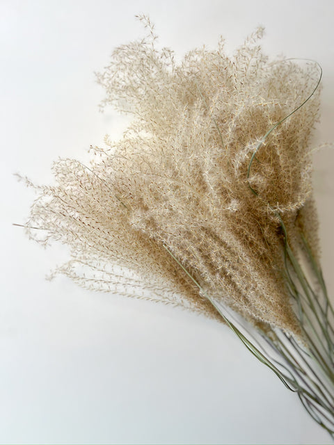 Dried Miscanthus Plumes - Sunny Meadows Flower Farm