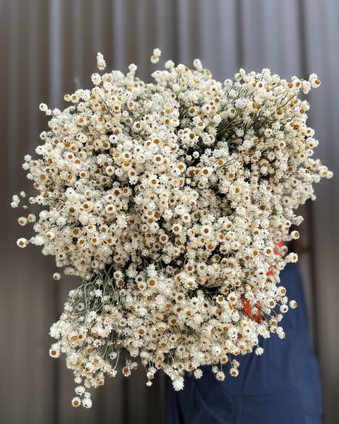 Dried Ammobium