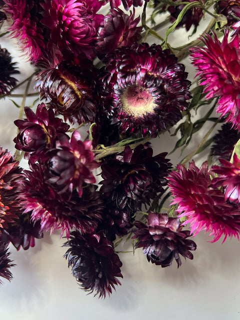 Dried Strawflower Wine - Sunny Meadows Flower Farm