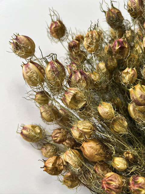 Dried Nigella Pods - Sunny Meadows Flower Farm