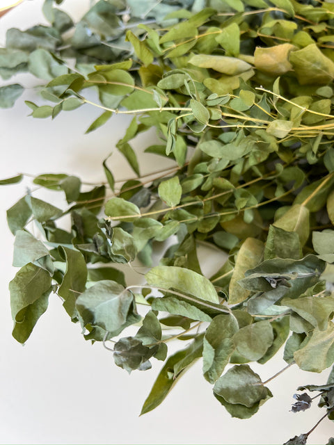 Dried Eucalyptus- Assorted - Sunny Meadows Flower Farm