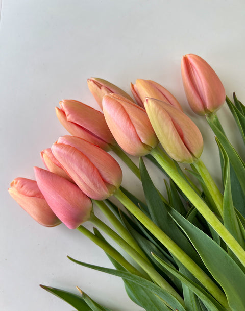 Tulip Bulbs-Menton