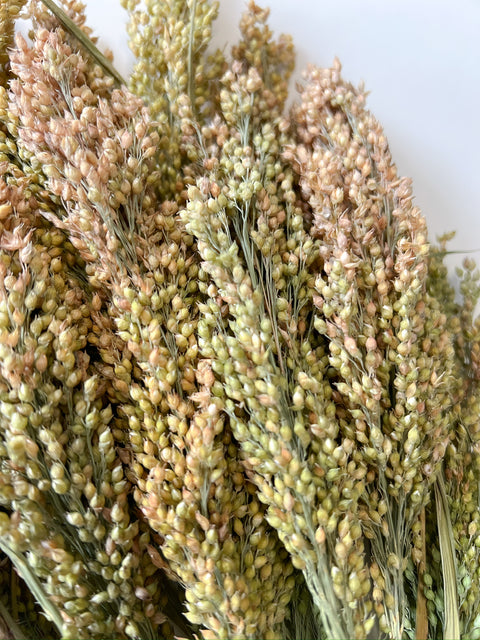 Dried Proso Millet - Sunny Meadows Flower Farm