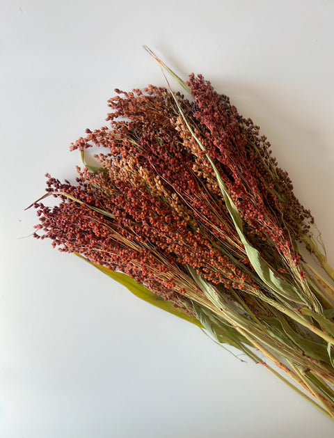 Dried Broomcorn Red - Sunny Meadows Flower Farm