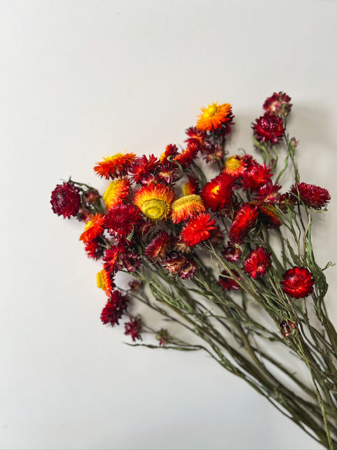 Dried Strawflower Red - Sunny Meadows Flower Farm